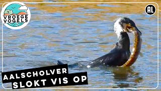 Aalscholver slokt vis op  Zelf Geschoten  Vroege Vogels [upl. by Guadalupe]