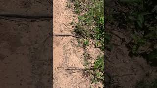 White Oak Snake or Gray Rat Snake Seen at Torreya State Park Florida [upl. by Esenwahs]