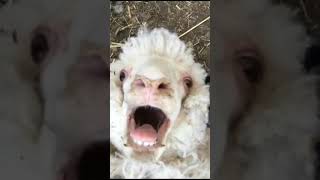 Funny Screaming Goat [upl. by Onida]