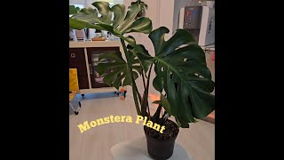 Monstera plant getting too big [upl. by Coulter]