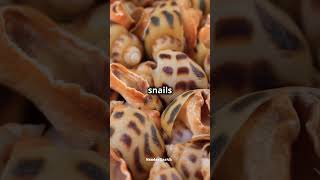 Fun Facts about Mollusks fact naturetrivia funfacts didyouknow funknowledge wildlife trivia [upl. by Lemuelah154]