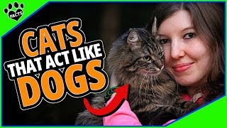 Top 10 Cat Breeds That Act Like Dogs  Cats 101 [upl. by Engleman]