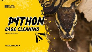 Python cage cleaning [upl. by Ronoel]