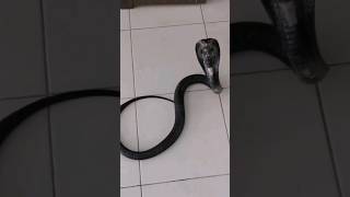 Spitting cobra spat on that thang hawktuah spittingcobra nature wildlife cobra snake animals [upl. by Halona210]