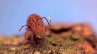 Globular Springtails demonstrating their collophore [upl. by Tindall]