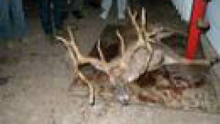 Huge Kentucky Buck  Verified [upl. by Gaylor745]