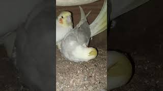 cockatiel bird breedingshortsviraltrending [upl. by Pete14]