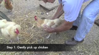 Poultry Newcastle Vaccination [upl. by Cally]