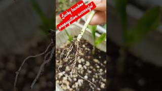 Lucky bamboo propagation successfulplantsgardengardeningideasshortsytluckyplant [upl. by Arok990]