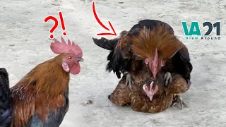 Chickens Mating  Pairing Chicken  Part 1 [upl. by Manvel]