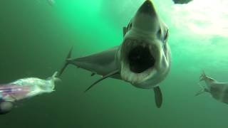 Freediving with Great White Sharks  Ocean Encounters [upl. by Williamson]