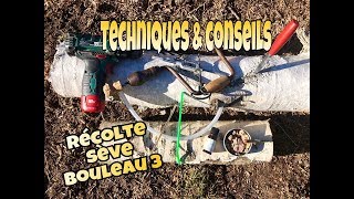 🗝 3 Sève bouleau 👉 Comment la récolter plusieurs techniqueS amp conseils rebouchage etc [upl. by Naugan]