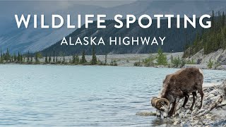 Wildlife spotting on the Alaska Highway [upl. by Loferski577]