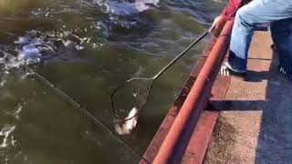 Fishing at Hecla manitoba [upl. by Richlad]