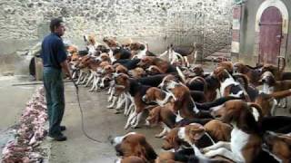 Crazy feeding frenzy with the hounds at Chateau Cheverny [upl. by Llertnom]