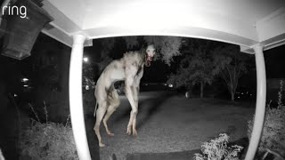 21 Most Disturbing Things Caught On Doorbell Camera [upl. by Grover]