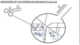 Histología del Páncreas Parte 1 [upl. by Libb242]