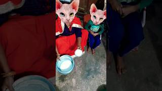 Lalla Lalla Lori dudh ki Katori Lalla Kare Tamasha🍚🍚🍚😃😃😃😛😛😛🐱🐱🍚🍚🍚👈👈 funny cute viral short video🍚🍚🐈🐈 [upl. by Krause]