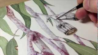 Painting a Flowering Gum in watercolour [upl. by Ihn]