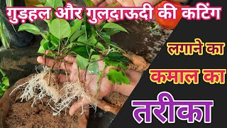 how to grow guldaudi from cutting  guldaudi ki cutting kaise lagaye  chrysanthemum cuttings [upl. by Zetrom]