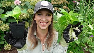 How to Propagate Hydrangeas A Quick Easy and Effective Way to Propagate Unpatented Hydrangeas [upl. by Oca856]