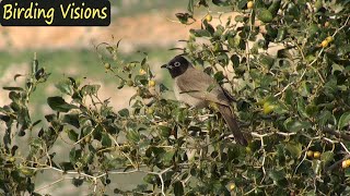 Spectacled Bulbul  Mount Gilboa  Israel [upl. by Nosretep481]