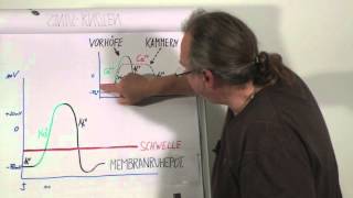 EKG für Pflege Teil 3  Elektrophysiologie 2 [upl. by Arawaj]