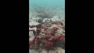 Surgeonfish nibbles among the coral🪸🐟🤿amazingfish scubalove scubadivingislife shorts diving [upl. by Quiteris]