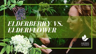 Elderflower vs Elderberry Health Benefits of Elderberry [upl. by Tak]