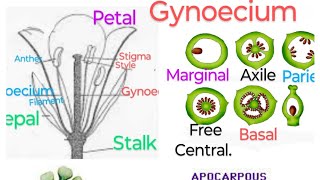 Gynoecium of a flower  types and arrangement Female whorl of a flower [upl. by Atiniv]