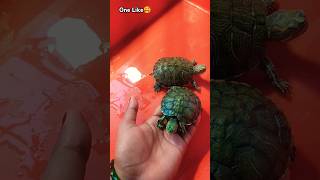 🥰प्यारे बच्चे मेरे  🙏Pls Support👆 turtlevideos turtlecare kachua shorts petsandanimals [upl. by Shayna111]