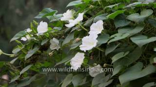 Time lapse of Moon flowers or Common Night Glory [upl. by Nuhsar]