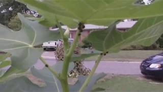 Kudzu Bugs Invade Birmingham Alabama in 2013  Megacopta Cribraria [upl. by Issor403]