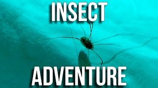 Insect Adventure Part One [upl. by Riorsson]