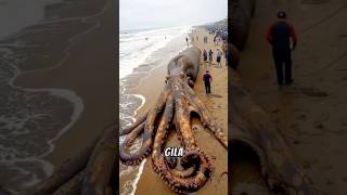 Monster Gurita Raksasa Terdampar di Pantai 😱 monster gurita [upl. by Ahsilac]