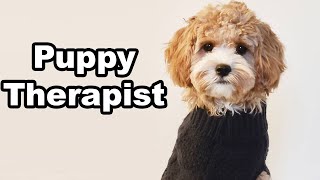 Therapist Puppy Olive  Talking Dog  Cavoodle [upl. by Nylcoj]