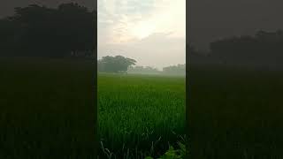 Loveliness arises🌝 nature sunrise paddyfields RANDOMNESS 🤗 [upl. by Shorter]