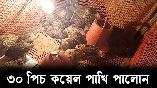 কোয়েল পাখি পালন  খাঁচায় কোয়েল পালন পদ্ধতি  khachi koyel Pakhi palon II koyel Pakhi Rajshahi [upl. by Anikas]