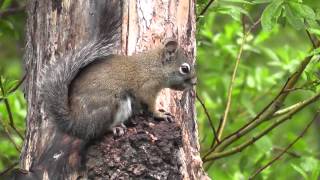 Cutest squirrel eating a pine cone [upl. by Jerrie]