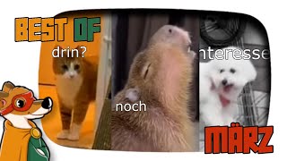 SPRECHENDE TIERE  BEST OF MÄRZ  2homiedawgs [upl. by Ennairam]