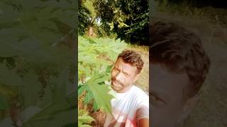 Amage Ror Ama gee landa  💑💑Santali short video 💘💘viral [upl. by Damiani133]