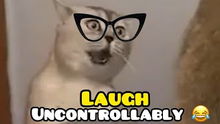 Cat Videos [upl. by Gentry]