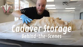 BehindtheScenes Look at How Human Cadavers Are Stored  Normally a Patreon Exclusive [upl. by Elohcan731]