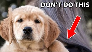 12 Things Golden Retrievers Hate That Humans Do [upl. by Warga900]