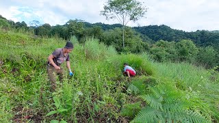 bhumi sarmila in the village farm house  cutting grass for cows  village Nepal [upl. by Zonda]