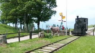 Rigi Scheidegg Bahn am 6 Juli 2024 in RigiFirst [upl. by Anyer]