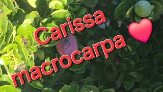 Carissa macrocarpa ❤️ [upl. by Arua124]