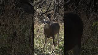 Eye level with an Iowa giant ozonicshunting ozonics bowhunting hr600 youtubeshorts shorts [upl. by Ellimac469]