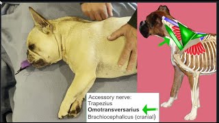 Functional Dog AnatomyPalpation of the dog thoracic limb to body muscles organized by innervation [upl. by Lesiram]