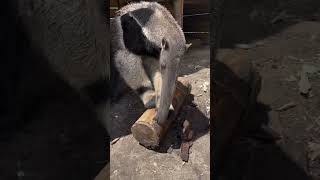 Anteater eating ant animal mind  blowing masterpiece [upl. by Laraine341]